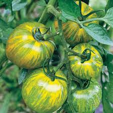 Parrot Green Tomato Vegetable Seeds for Planting – heirloom non-GMO seeds, rare color for garden appeal