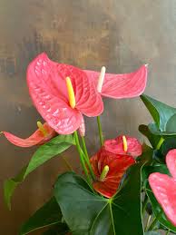 Green Pink Anthurium Andraeanum Flower Seeds for Planting - Heirloom, Non-GMO Organic Garden Seeds for Home Garden