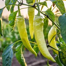 Sweet Banana Pepper flower seeds for planting - Heirloom & Non-GMO Garden Seeds