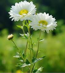 Organic Heirloom Non-GMO White Chrysanthemum Seeds for Planting – High Germination Garden Blooms