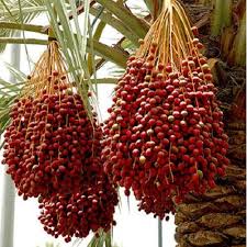 Medjool Date Palm Seeds for Planting – Heirloom, Non-GMO, High Germination Organic Garden Seeds for Sweet Fruit Trees