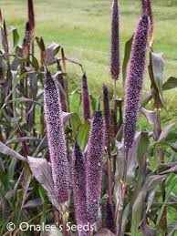 Majesty Millet Plant Seeds for Planting – Heirloom Non-GMO, High Germination Ornamental & Grain Garden Seeds