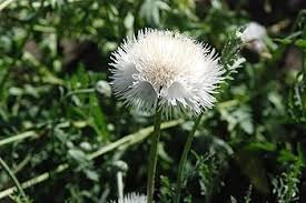 Centaurea Moschata Flower Seeds for Planting – Drought Tolerant, Heirloom, Non-GMO, High Germination Organic Garden Seeds