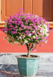 Mixed Bougainvillea Flower Seeds for Planting – Heirloom, Non-GMO, Garden Favorite Organic Seeds