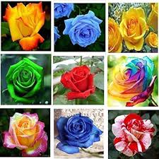Color Rose Seeds Flower Seeds for Planting – Heirloom, Non-GMO, High Germination Organic Garden Seeds