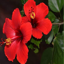 Hibiscus Flower Seeds for Planting – Heirloom Non-GMO High Germination Organic Garden Seeds