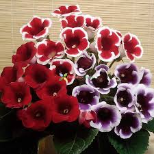 Red &amp; White Gloxinia Flower Seeds for Planting | Heirloom Non-GMO High Germination Organic Garden Seeds