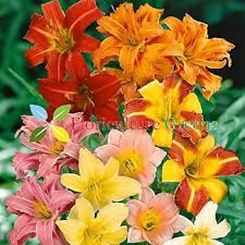 Mix Hemerocallis Flower Seeds for Planting – Heirloom, Non-GMO Pollinator-Friendly Organic Garden Seeds