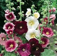 Holly Hock Flower Seeds for Planting Heirloom Non-GMO High Germination Organic Garden Seeds