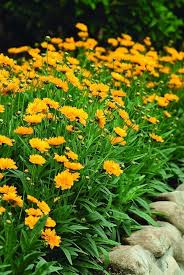 Yellow Early Sunrise Flower Seeds for Planting – Heirloom, Non-GMO, Cottage Garden Essential Organic Seeds