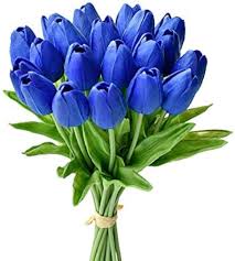 Yellow Blue Tulip Flower Seeds for Planting – Bright Blooms, Heirloom & Non-GMO Seeds