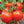 Big Tomato Vegetable Seeds for Planting – Heirloom Non-GMO Red Slicing Variety – High Germination Organic Garden Seeds