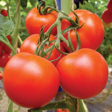 Big Tomato Vegetable Seeds for Planting – Heirloom Non-GMO, High Germination Organic Garden Seeds for Canning & Slicing