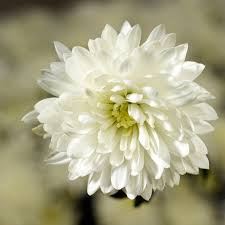 Organic Heirloom Non-GMO White Chrysanthemum Seeds for Planting – High Germination Garden Blooms