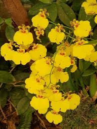 Oncidium Flower Seeds for Planting - Vibrant Colors, Heirloom &amp; Non-GMO Organic Garden Seeds - High Germination