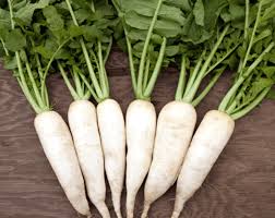 Daikon Radish Seeds for Planting – Heirloom, Non-GMO, High Germination Organic Garden Seeds with Mild Flavor