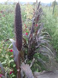 Majesty Millet Plant Seeds for Planting – Heirloom Non-GMO, High Germination Ornamental & Grain Garden Seeds