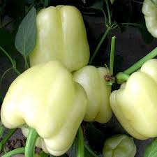 Bell Pepper Seeds for Planting – Heirloom, Non-GMO, Crisp & Flavorful Veggies – Organic Garden Seeds