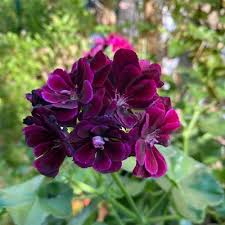 Burgundy Geranium Flower Seeds for Planting – Heirloom Non-GMO Organic Garden Seeds – Sun Loving, High Germination