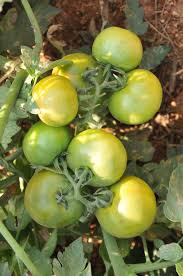 Parrot Green Tomato Vegetable Seeds for Planting – heirloom non-GMO seeds, rare color for garden appeal