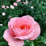 Pink Wales Rose Flower Seeds for Planting – Premium Quality, Heirloom, Non-GMO & Organic Garden Seeds