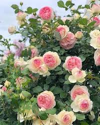 Pale Pink Climbing Rose Flower Seeds for Planting – Heirloom, Non-GMO, High Germination Organic Garden Seeds