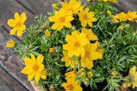 Bidens Flower Seeds for Planting Heirloom Non-GMO High Germination Organic Garden Seeds