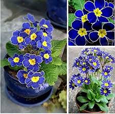 Blue Cobalt Primrose Seeds – Heirloom, Non-GMO, Garden Favorite