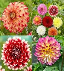 Mixed Two Color Dahlia Flower Seeds – Non-GMO, High Germination Heirloom Organic Garden Seeds