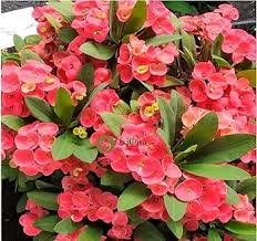 Heirloom Euphorbia Mayurnathanii Flower Seeds for Planting – Fragrant Blossoms, Non-GMO, High Germination