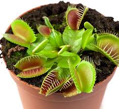 Green Venus Fly Trap Flower Seeds for Planting | Heirloom Non-GMO High Germination