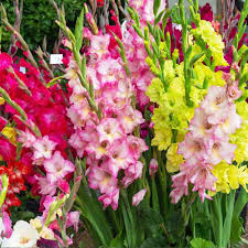 Perennial Gladiolus Flower Seeds for Planting – Bright Blooms Heirloom, Non-GMO, High Germination Garden Seeds