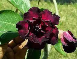 Dark Red Adenium Obesum Flower Seeds – Heirloom, Non-GMO, High Germination Organic Garden Seeds