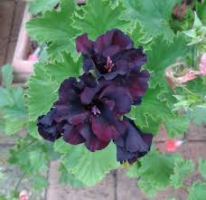 Chocolate Geranium Flower Seeds for Planting – Heirloom, Non-GMO, Cottage Garden Essential, High Germination