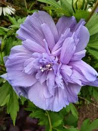 Sharon Flower Seeds for Planting – Heirloom, Non-GMO, High Germination Organic Garden Seeds