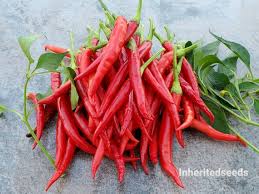 Chili Hot Vegetable Seeds for Planting – Heirloom Non-GMO Light Red Peppers – High Germination, Bold Heat