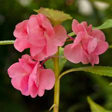 Light Pink Balsam Camellia Flower Seeds for Planting - Heirloom, Non-GMO Organic Garden Seeds for Home Garden