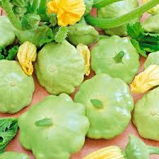 Bennings Vegetable Seeds for Planting – Heirloom Non-GMO, High Germination Organic Summer Squash Seeds