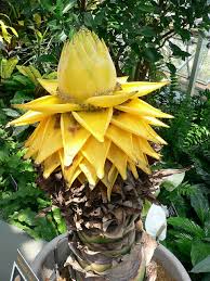 Musella Lasiocarpa Flower Seeds for Planting - Sun Loving, Heirloom & Non-GMO Organic Garden Seeds - High Germination