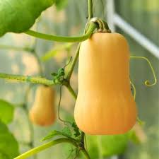 Yellow Butternut flower seeds for planting - Heirloom & Non-GMO Garden Seeds