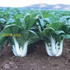 Green White Choi Blizzard Seeds for Planting – Heirloom Non-GMO Organic Garden Seeds, Asian Greens for Stir-Fry