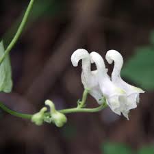 Swan Flower Seeds for Planting – Heirloom, Non-GMO, High Germination Organic Garden Seeds