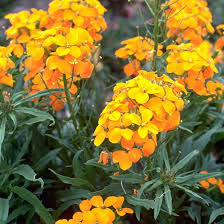 Heirloom Wallflower Seeds for Planting – Non-GMO, High Germination, Organic Garden Seeds