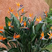 Strelitzia Flower Seeds for Planting – Easy to Grow, Heirloom, Non-GMO & High Germination Seeds