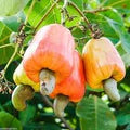 Cashew Apple Seeds for Planting – Heirloom, Non-GMO, Tropical Fruit Tree with Edible Apple & Nut for Home Garden