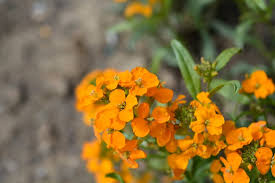 Orange Siberian Wallflower Seeds for Planting – Wildflower Mix, Heirloom, Non-GMO, High Germination