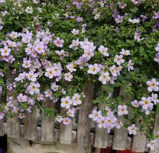 Blutopia Flower Seeds for Planting – Heirloom, Non-GMO, High Germination Organic Garden Seeds