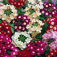 Verbena Flower Seeds for Planting – Garden Favorite Heirloom Non-GMO High Germination Organic Garden Seeds