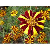 Marigold Jester Flower Seeds for Planting – Heirloom, Non-GMO, Cut Flower Favorite Organic Garden Seeds