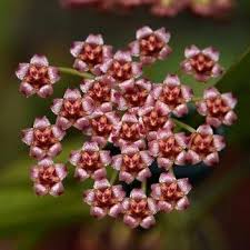 Hoya Gracilis Flower Seeds for Planting – Heirloom, Non-GMO, High Germination Garden Seeds